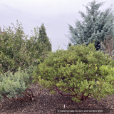 Shrubs ~ Arctostaphylos standfordiana 'Fred Oehler' SBH 7655, Stanford Manzanita ~ Dancing Oaks Nursery and Gardens ~ Retail Nursery ~ Mail Order Nursery