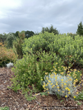 Arctostaphylos edmundsii ‘Big Sur’, Manzanita