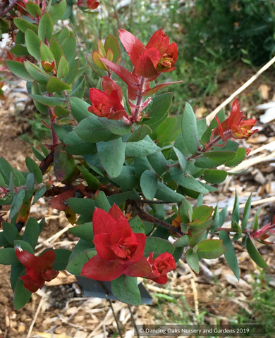 Shrubs ~ Arctostaphylos pajaroenis 'Brett's Beauty', Pajaro Manzanita ~ Dancing Oaks Nursery and Gardens ~ Retail Nursery ~ Mail Order Nursery