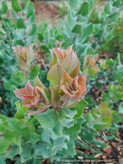 Shrubs ~ Arctostaphylos gabilanensis,  Manzanita~ Dancing Oaks Nursery and Gardens ~ Retail Nursery ~ Mail Order Nursery