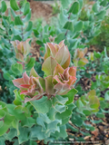 Shrubs ~ Arctostaphylos gabilanensis,  Manzanita~ Dancing Oaks Nursery and Gardens ~ Retail Nursery ~ Mail Order Nursery