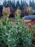 Shrubs ~ Arctostaphylos gabilanensis,  Manzanita~ Dancing Oaks Nursery and Gardens ~ Retail Nursery ~ Mail Order Nursery