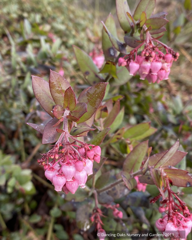 Shrubs ~ Arctostaphylos pajaroenis 'Paradise', Pajaro Manzanita ~ Dancing Oaks Nursery and Gardens ~ Retail Nursery ~ Mail Order Nursery