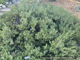 Shrubs ~ Arctostaphylos pumila 'Wavelength', Sandmat Manzanita ~ Dancing Oaks Nursery and Gardens ~ Retail Nursery ~ Mail Order Nursery