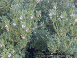 Shrubs ~ Arctostaphylos pumila 'Wavelength', Sandmat Manzanita ~ Dancing Oaks Nursery and Gardens ~ Retail Nursery ~ Mail Order Nursery