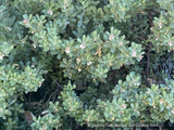 Shrubs ~ Arctostaphylos pumila 'Wavelength', Sandmat Manzanita ~ Dancing Oaks Nursery and Gardens ~ Retail Nursery ~ Mail Order Nursery