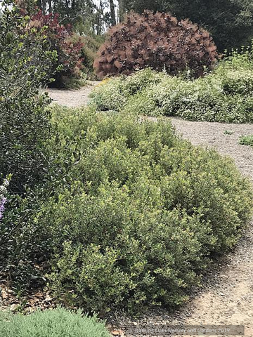 Shrubs ~ Arctostaphylos pumila 'Wavelength', Manzanita ~ Dancing Oaks Nursery and Gardens ~ Retail Nursery ~ Mail Order Nursery