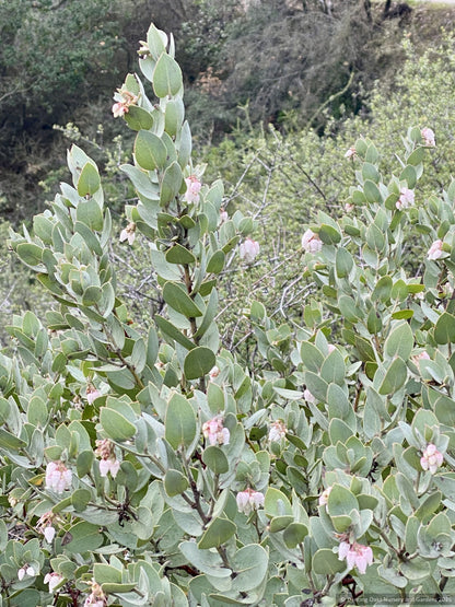 Arctostaphylos luciana 'Marshmallow Vibes' CA22-8, Santa Lucia Manzanita