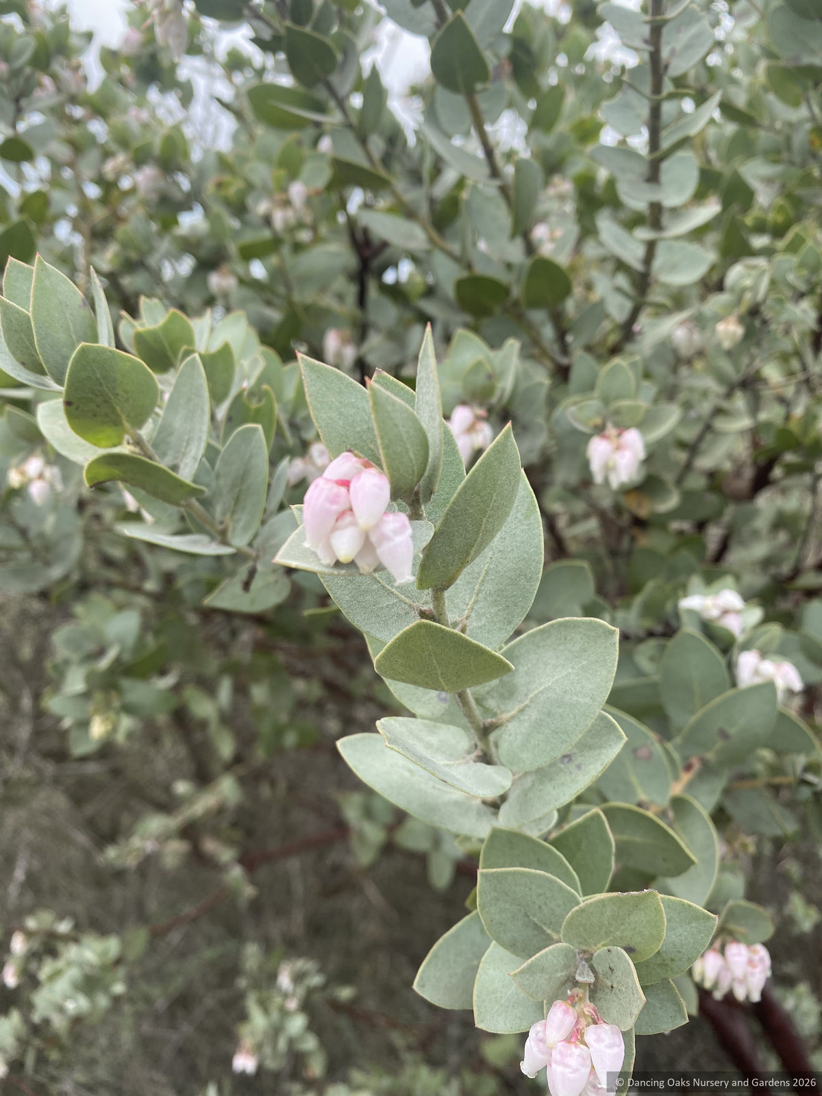 Arctostaphylos luciana 'Marshmallow Vibes' CA22-8, Santa Lucia Manzanita