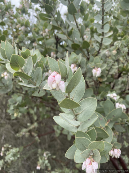 Arctostaphylos luciana 'Marshmallow Vibes' CA22-8, Santa Lucia Manzanita