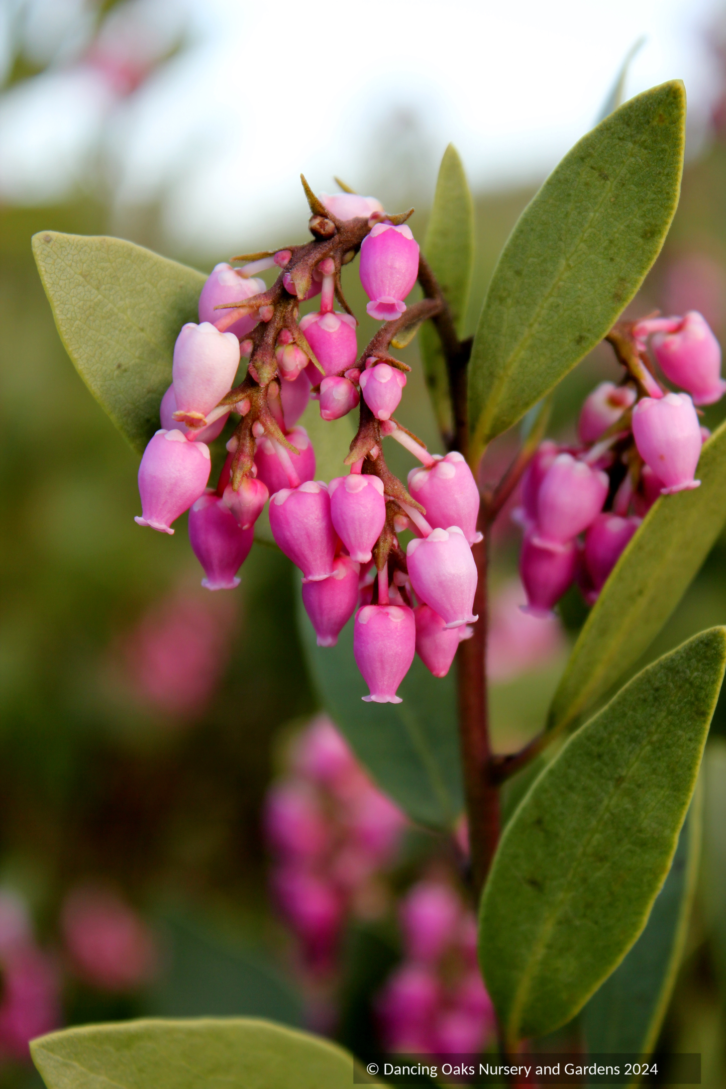 Arctostaphylos patula 'Siskiyou Pink', Manzanita