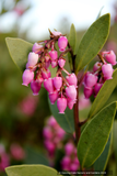 Arctostaphylos patula 'Siskiyou Pink', Manzanita