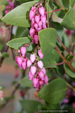 Arctostaphylos patula 'Siskiyou Pink', Manzanita