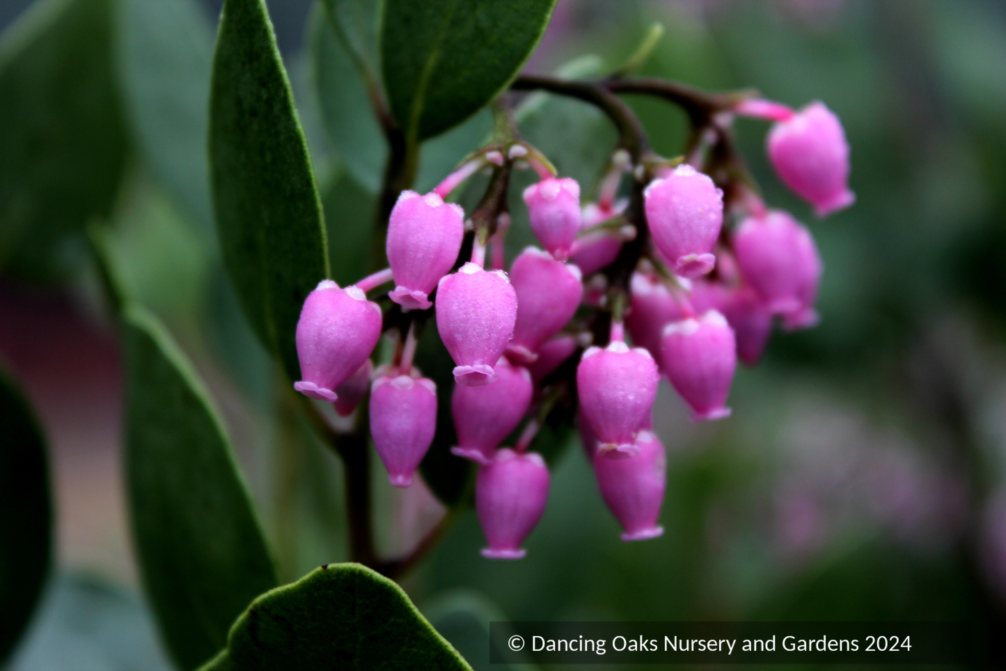 Arctostaphylos patula 'Siskiyou Pink', Manzanita