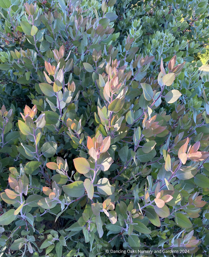 Shrubs ~ Arctostaphylos 'Blue Blear' ECY, Manzanita ~ Dancing Oaks Nursery and Gardens ~ Retail Nursery ~ Mail Order Nursery