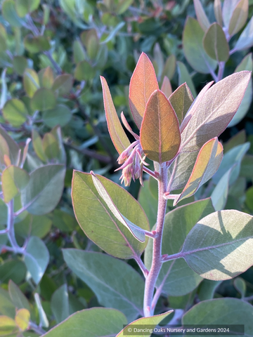 Shrubs ~ Arctostaphylos 'Blue Blear' ECY, Manzanita ~ Dancing Oaks Nursery and Gardens ~ Retail Nursery ~ Mail Order Nursery