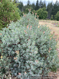 Shrubs ~ Arctostaphylos 'Blue Blear' ECY, Manzanita ~ Dancing Oaks Nursery and Gardens ~ Retail Nursery ~ Mail Order Nursery