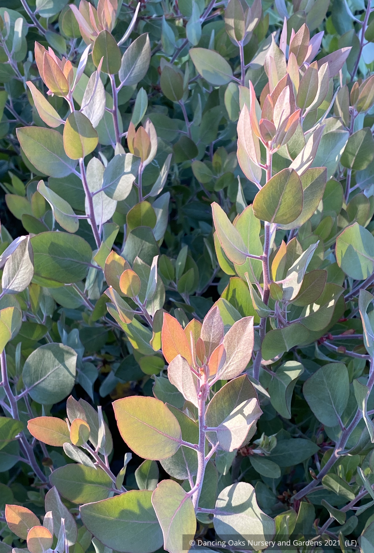 Arctostaphylos 'Blue Bear' ECY, Manzanita