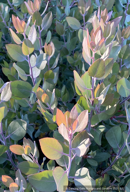 Arctostaphylos 'Blue Bear' ECY, Manzanita
