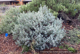 Shrubs ~ Arctostaphylos 'Blue Blear' ECY, Manzanita ~ Dancing Oaks Nursery and Gardens ~ Retail Nursery ~ Mail Order Nursery