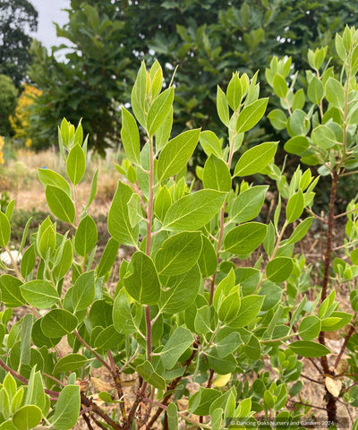 Arctostaphylos CA20-1, manzanita