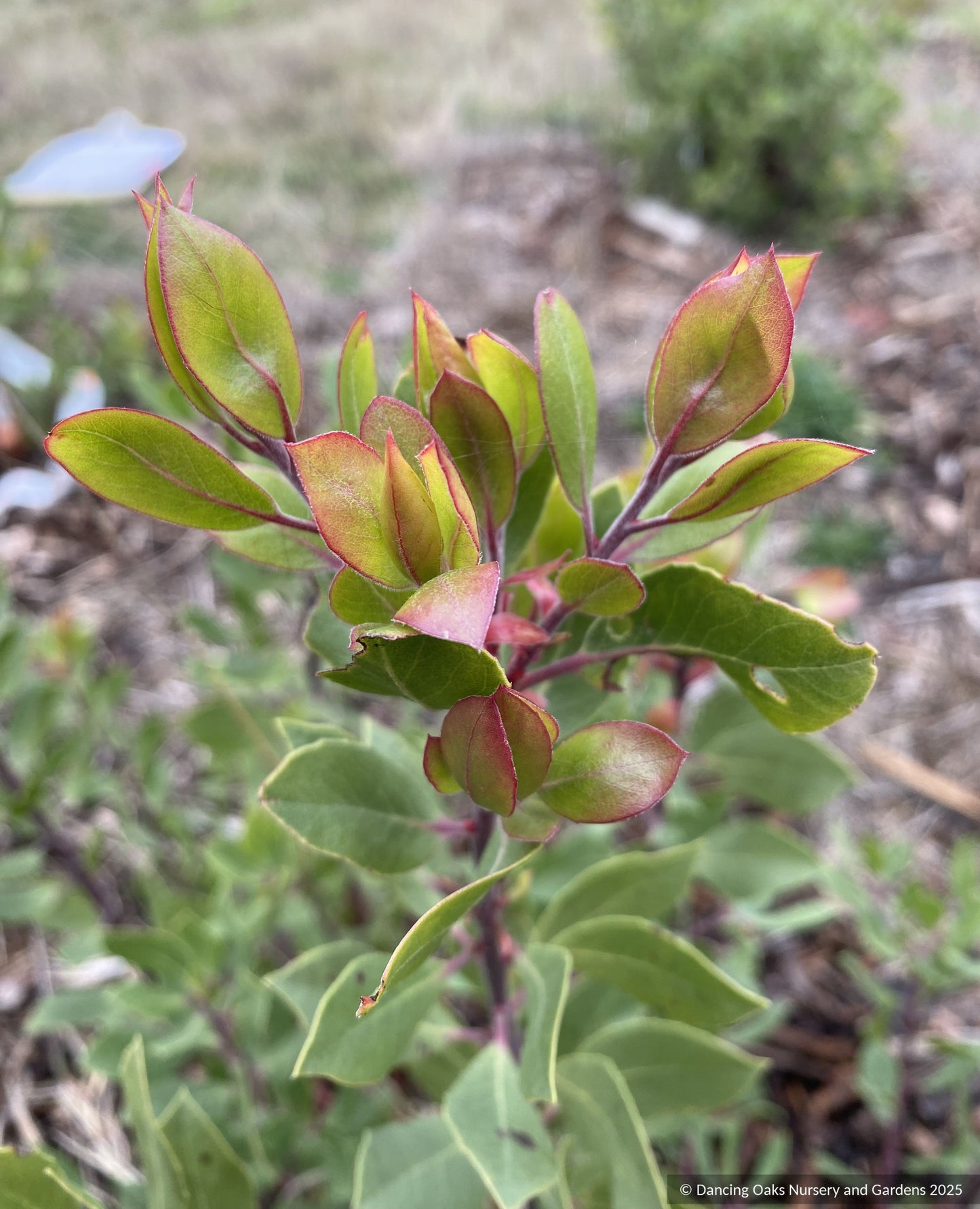 Arctostaphylos CA21-43, Manzanita