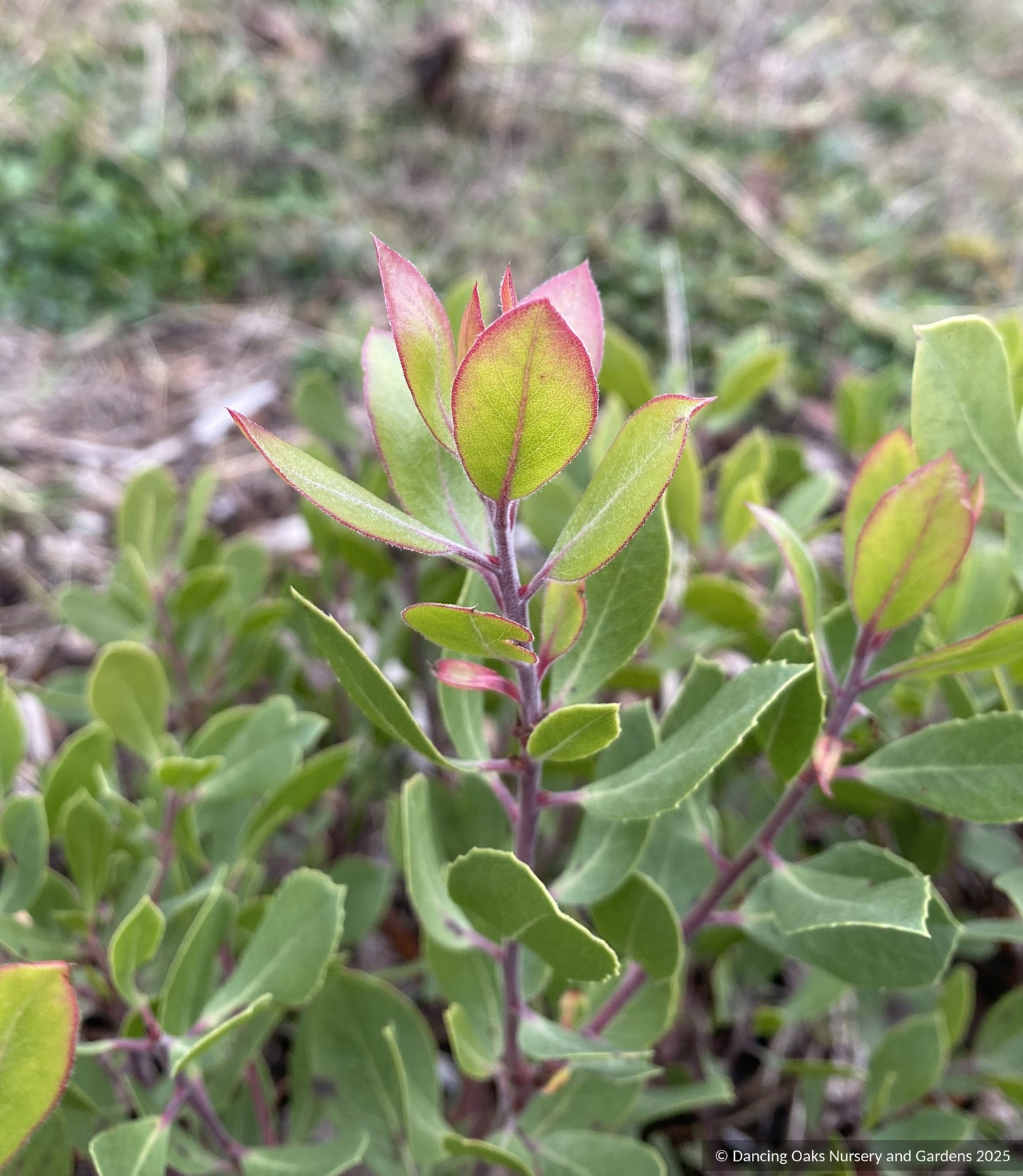 Arctostaphylos CA21-43, Manzanita