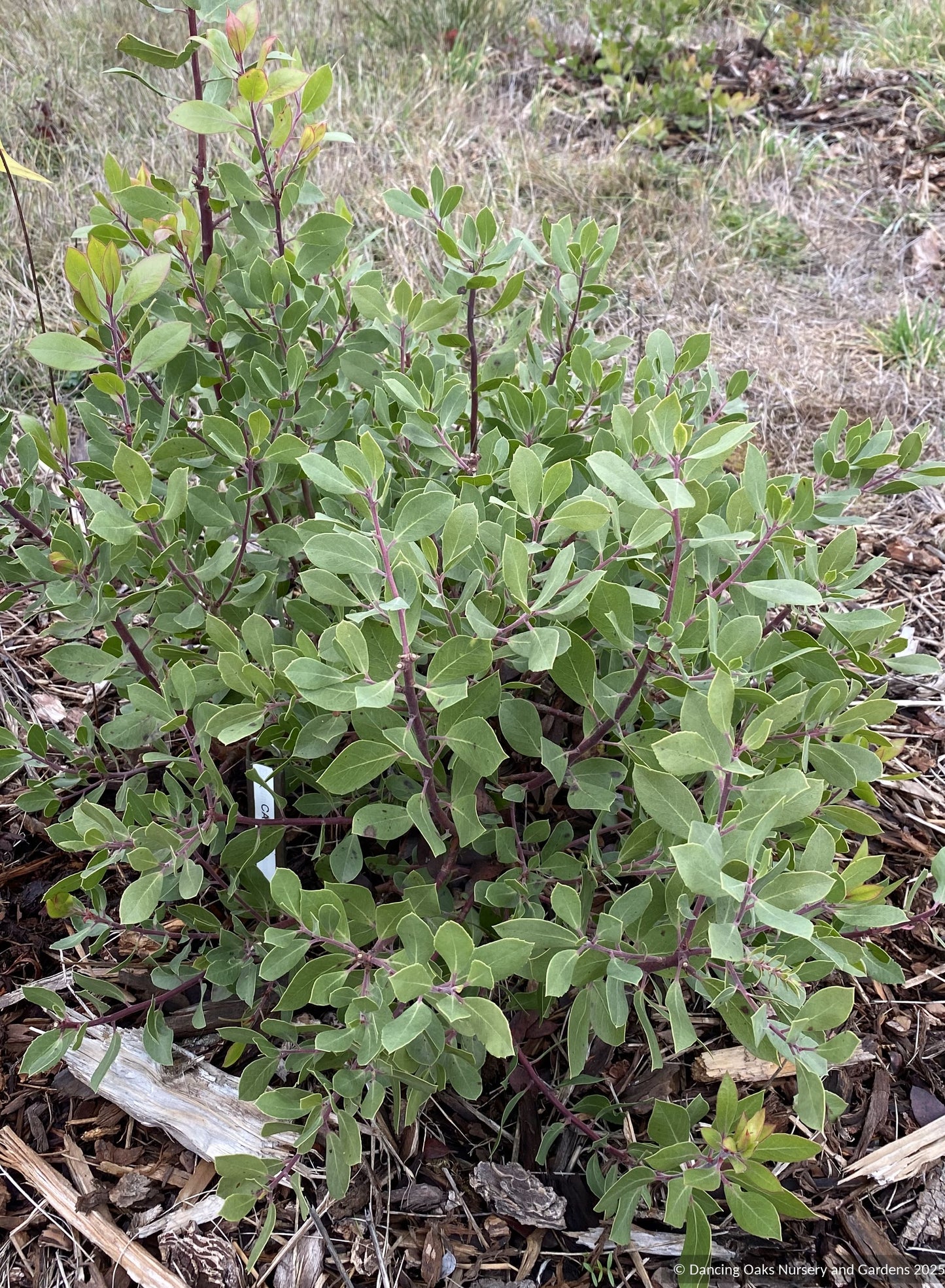 Arctostaphylos CA21-43, Manzanita