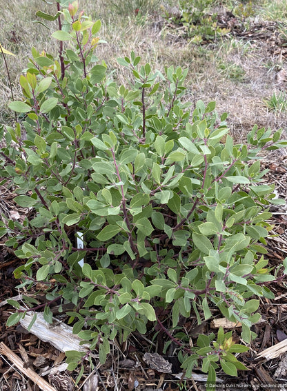 Arctostaphylos CA21-43, Manzanita