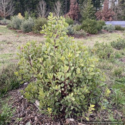 Arctostaphylos CA21-43, Manzanita