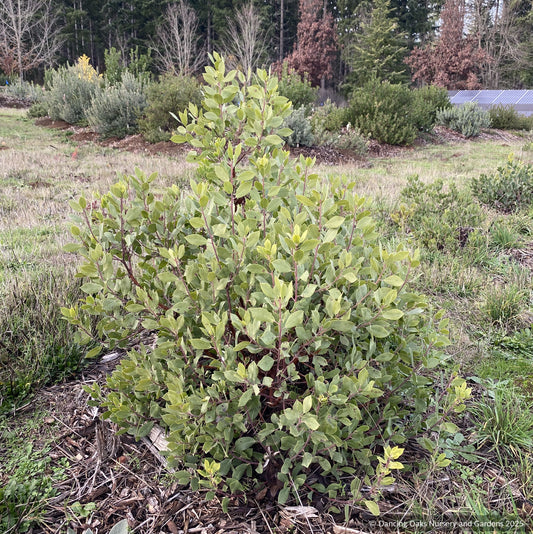 Arctostaphylos CA21-43, Manzanita