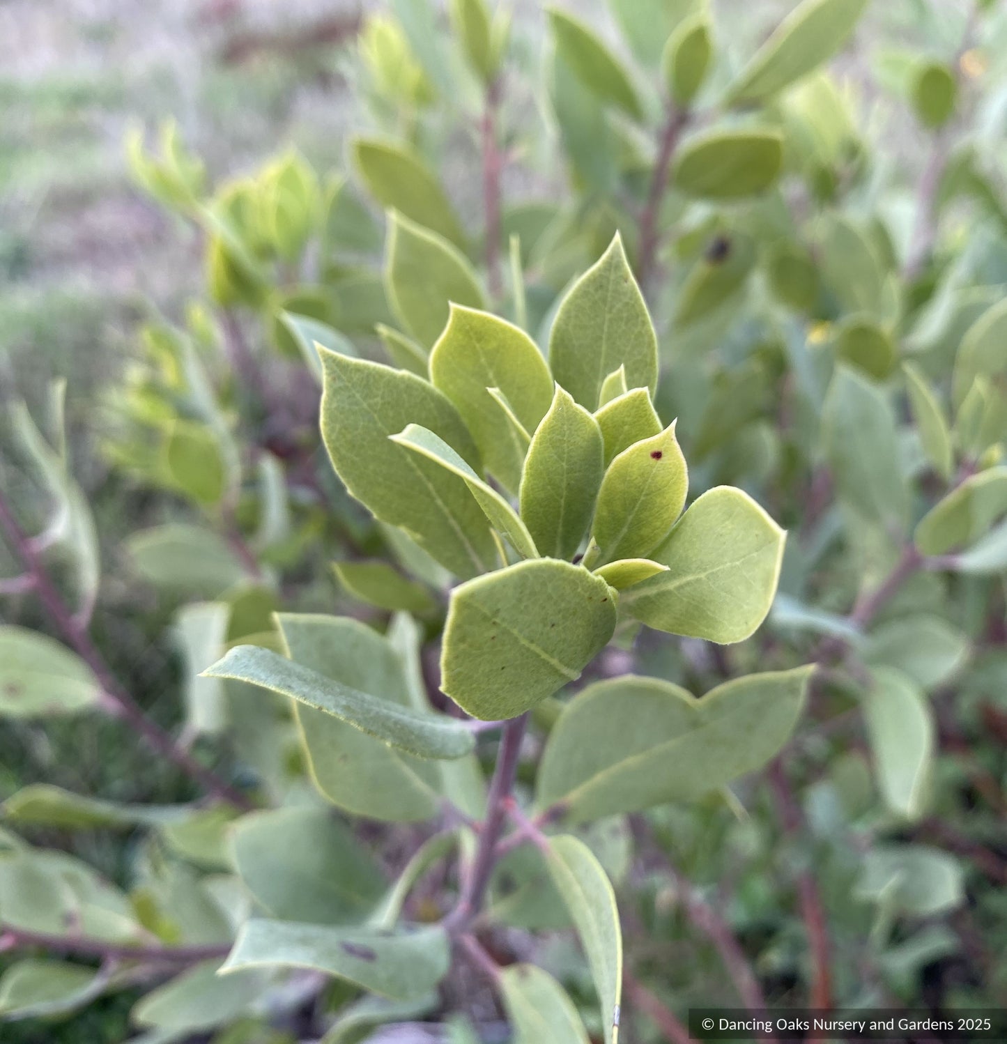 Arctostaphylos CA21-43, Manzanita