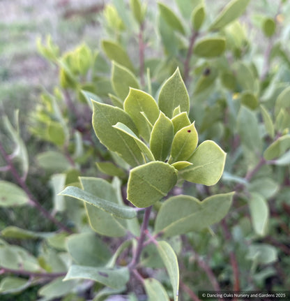 Arctostaphylos CA21-43, Manzanita