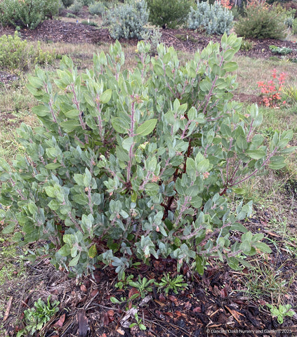 Shrubs ~ Arctostaphylos CA21-52, manzanita ~ Dancing Oaks Nursery and Gardens ~ Retail Nursery ~ Mail Order Nursery