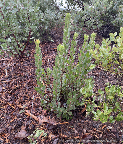 Shrubs ~Arctostaphylos CA21-58, Manzanita  ~ Dancing Oaks Nursery and Gardens ~ Retail Nursery ~ Mail Order Nursery