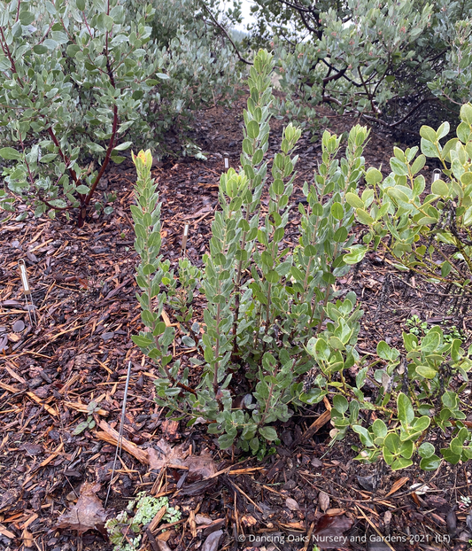 Shrubs ~Arctostaphylos CA21-58, Manzanita  ~ Dancing Oaks Nursery and Gardens ~ Retail Nursery ~ Mail Order Nursery