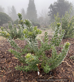 Shrubs ~ Arctostaphylos insularis 'Canyon Sparkles', Santa Cruz Island Manzanita~ Dancing Oaks Nursery and Gardens ~ Retail Nursery ~ Mail Order Nursery