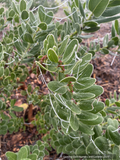 Shrubs ~ Arctostaphylos insularis 'Canyon Sparkles', Santa Cruz Island Manzanita~ Dancing Oaks Nursery and Gardens ~ Retail Nursery ~ Mail Order Nursery