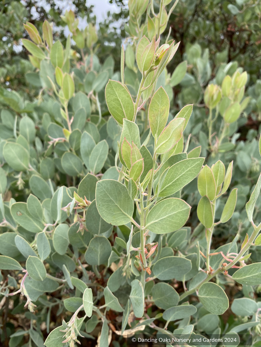 Shrubs ~ Arctostaphylos 'ECT Blue Fuzzy', Manzanita ~ Dancing Oaks Nursery and Gardens ~ Retail Nursery ~ Mail Order Nursery