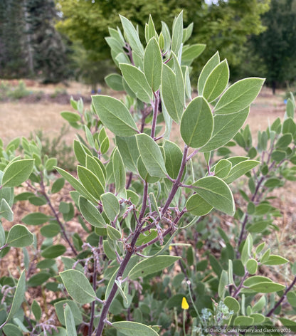 Arctostaphylos manzanita 'Garrison Canyon', Common Manzanita