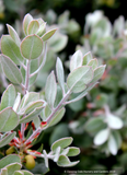 Shrubs ~ Arctostaphylos silvicola 'Ghostly', Santa Cruz Manzanita ~ Dancing Oaks Nursery and Gardens ~ Retail Nursery ~ Mail Order Nursery