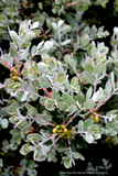 Shrubs ~ Arctostaphylos silvicola 'Ghostly', Santa Cruz Manzanita ~ Dancing Oaks Nursery and Gardens ~ Retail Nursery ~ Mail Order Nursery