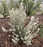 Shrubs ~ Arctostaphylos silvicola 'Ghostly', Santa Cruz Manzanita ~ Dancing Oaks Nursery and Gardens ~ Retail Nursery ~ Mail Order Nursery