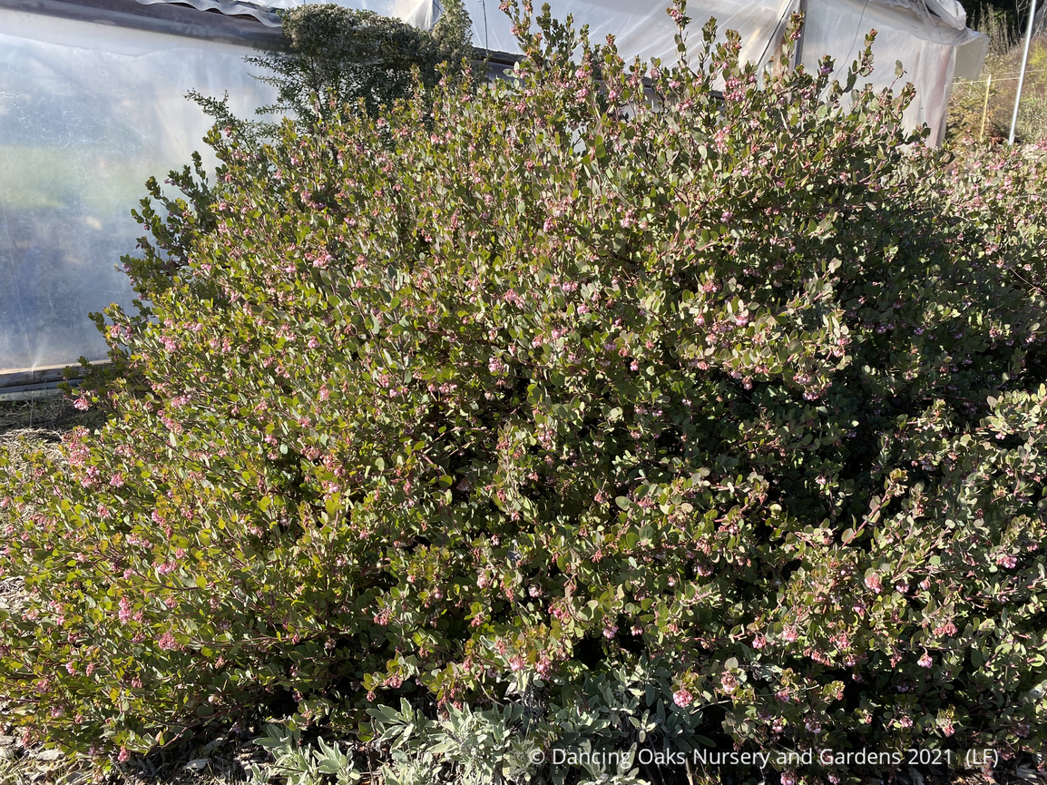 Shrubs ~ Arctostaphylos x 'John Dourley', Manzanita ~ Dancing Oaks Nursery and Gardens ~ Retail Nursery ~ Mail Order Nursery