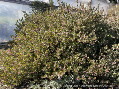 Shrubs ~ Arctostaphylos x 'John Dourley', Manzanita ~ Dancing Oaks Nursery and Gardens ~ Retail Nursery ~ Mail Order Nursery