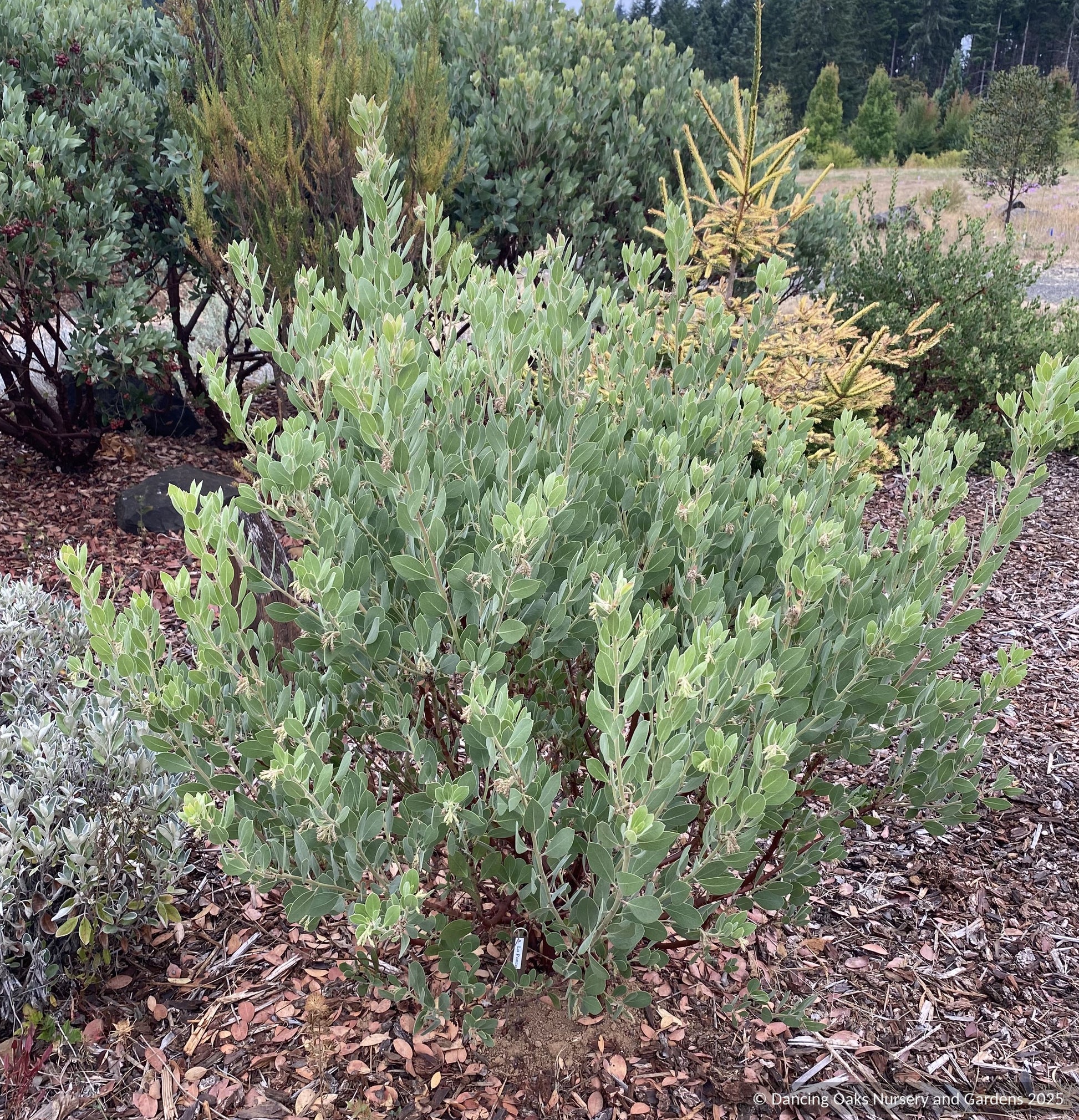 Shrubs ~ Arctostaphylos 'La Panza', Manzanita ~ Dancing Oaks Nursery and Gardens ~ Retail Nursery ~ Mail Order Nursery
