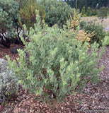 Shrubs ~ Arctostaphylos 'La Panza', Manzanita ~ Dancing Oaks Nursery and Gardens ~ Retail Nursery ~ Mail Order Nursery