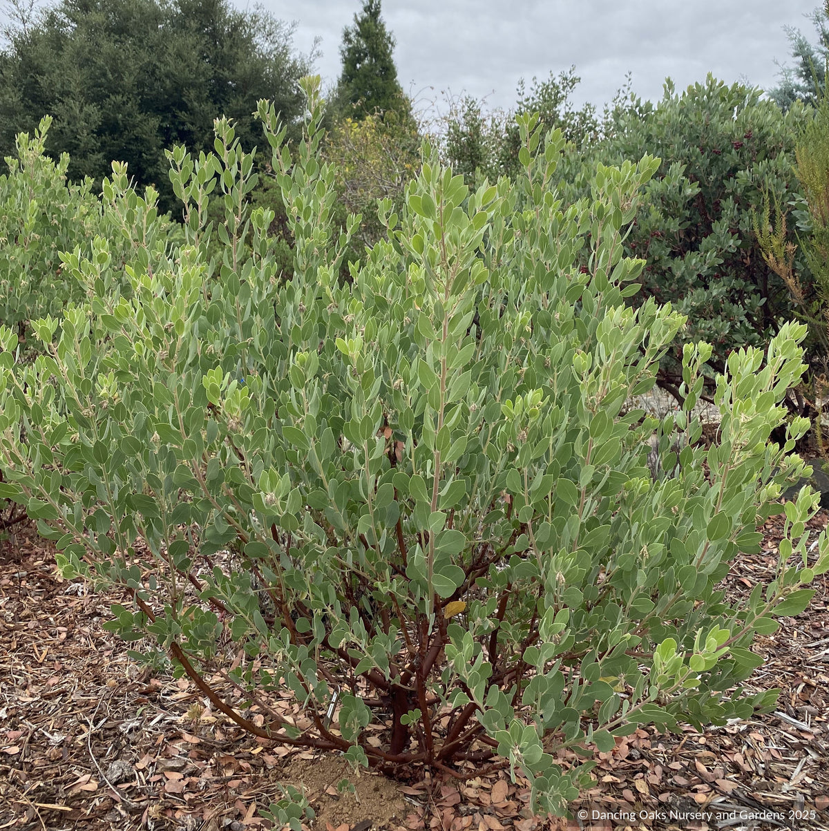 Shrubs ~ Arctostaphylos 'La Panza', Manzanita ~ Dancing Oaks Nursery and Gardens ~ Retail Nursery ~ Mail Order Nursery