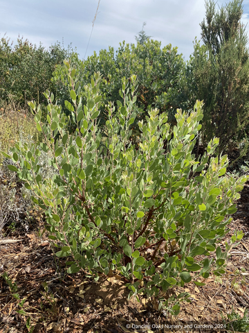 Shrubs ~ Arctostaphylos 'La Panza', Manzanita ~ Dancing Oaks Nursery and Gardens ~ Retail Nursery ~ Mail Order Nursery