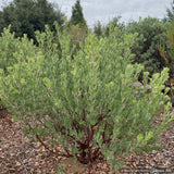 Shrubs ~ Arctostaphylos 'La Panza', Manzanita ~ Dancing Oaks Nursery and Gardens ~ Retail Nursery ~ Mail Order Nursery